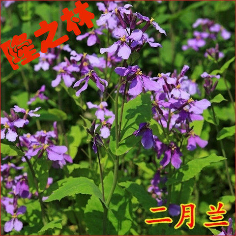 二月兰种子耐寒耐荫秋播种子花卉园艺绿化景种子草坪种子包邮