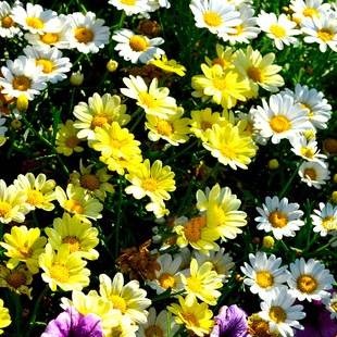 玛格丽特花茼蒿菊种子混色木春菊种子四季易种活木茼蒿种子多年生