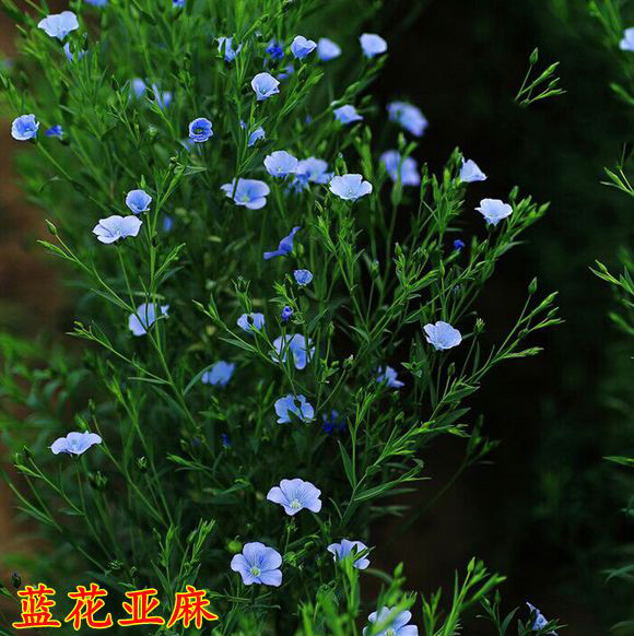 蓝花亚麻种子盆栽垂吊植物庭院花园阳台花卉种子春播草花种子秋播