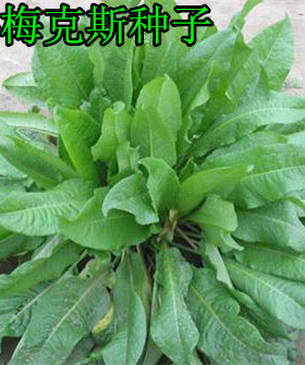 鲁梅克斯种子俄罗斯饲料菜种子 菊苣 黑麦草多年生四季牧草种子