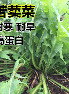 苦荬菜种子 多年生牧草种子 养猪牛羊鸡鸭鹅苦麻菜 苦买菜 苦卖菜