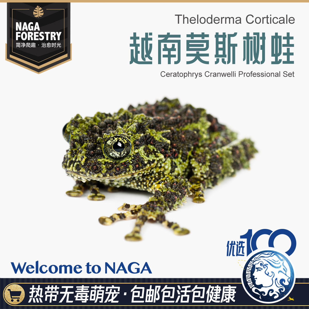 精品莫斯苔藓人工繁育爆款可爱绿色微造景观特色热带雨林爬宠包邮