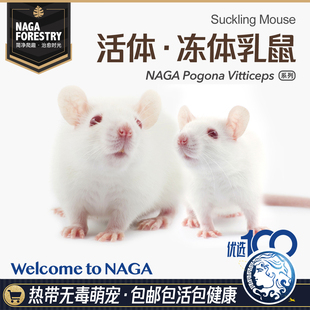 新鲜无菌冻幼鼠乳鼠活体饵营养易吸收宠物食物爬宠冻干高蛋白饲料