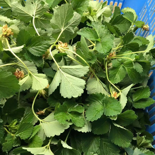 草莓匍匐茎苗头50颗 适用于扦插育苗 水培定植 顺丰发货