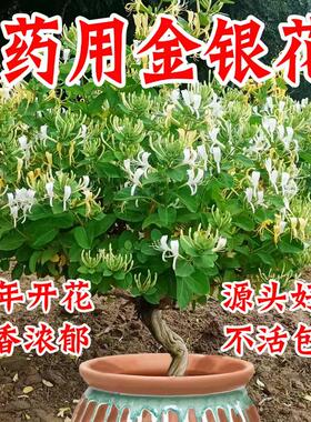 金银花树苗北花一号可食用药用爬藤植物盆栽地栽四季南方北方开花
