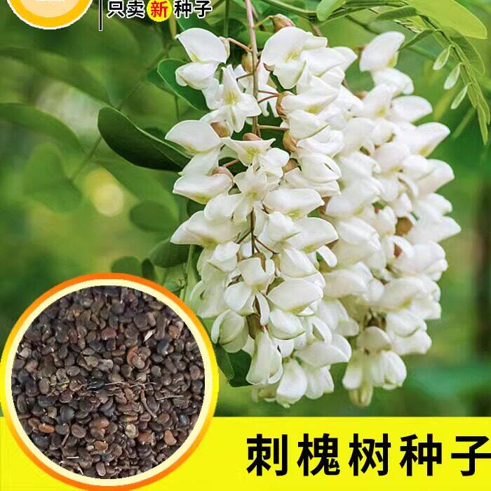 刺槐种子 白花刺槐树香花槐 紫穗槐洋槐蜜蜂采蜜槐花黄花槐树种籽