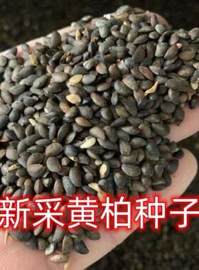 【当年新种】正宗药材厚黄柏种子川黄柏剥皮黄柏黄柏苗黄柏树川柏
