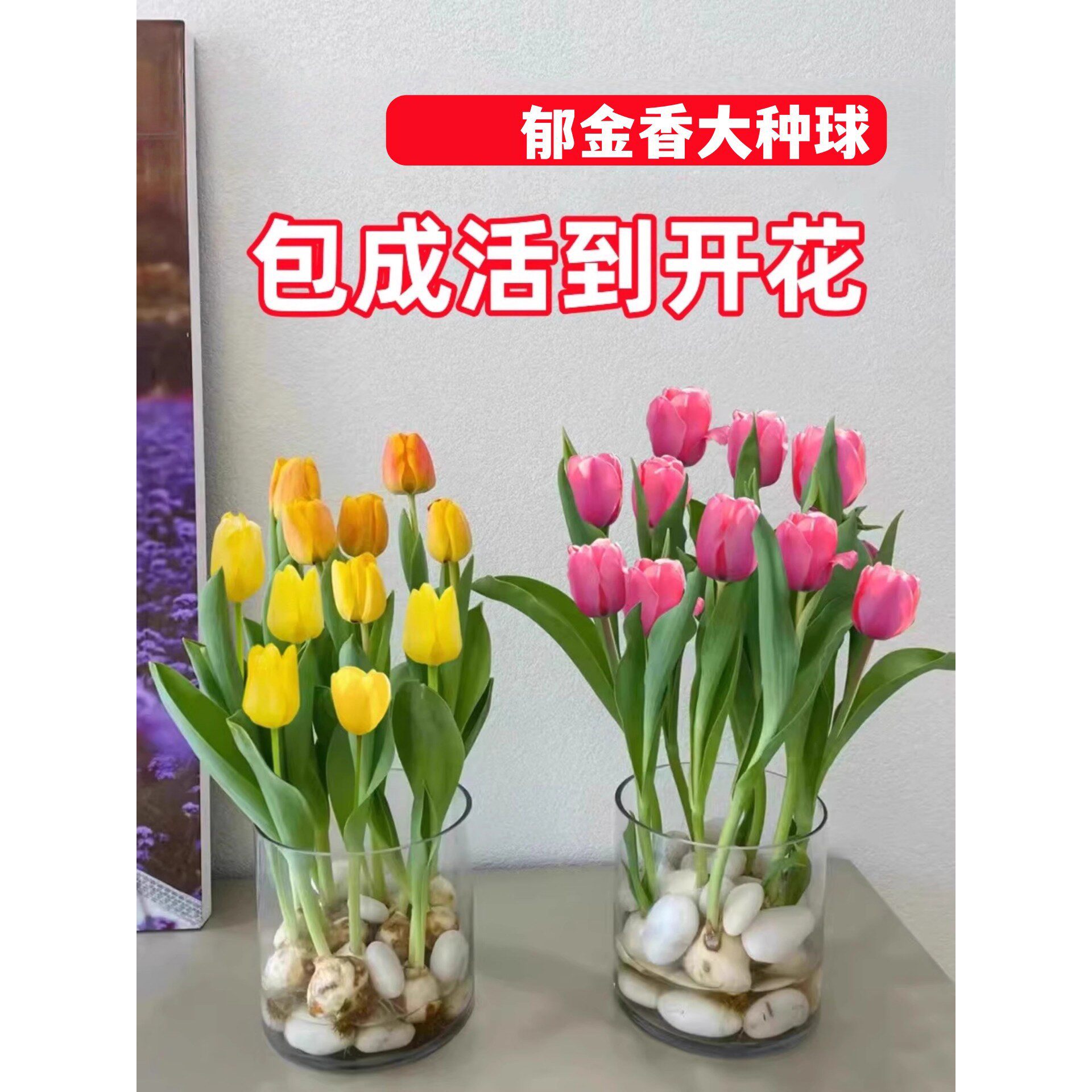 荷兰郁金香种球水培土培植物种子5度球室内阳台盆栽水仙花卉四季
