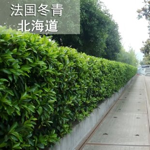 大叶黄杨树苗北海道冬青树苗四季常青围墙篱笆绿篱庭院植物篱笆墙