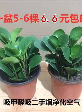 豆瓣绿植物吸甲醛二手烟室内客厅桌面小盆栽绿植碧玉小苗水培植物