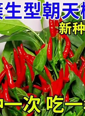 辣椒种子大全正宗牛角椒樟树港椒小米辣七彩椒死神椒四季精品高产
