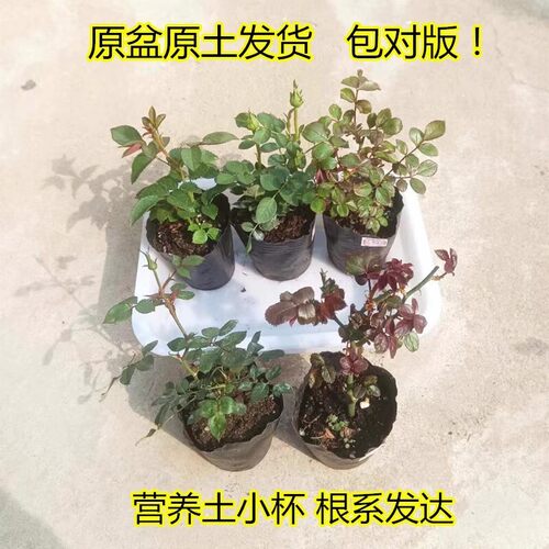 月季花苗花对版四季开花灌木花卉果汁金丝雀扦插小苗盆栽成活率高
