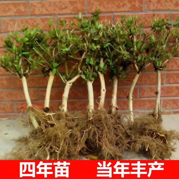 四季金银花树苗盆栽地栽爬藤当年开花食用药忍冬红色耐寒花卉南北