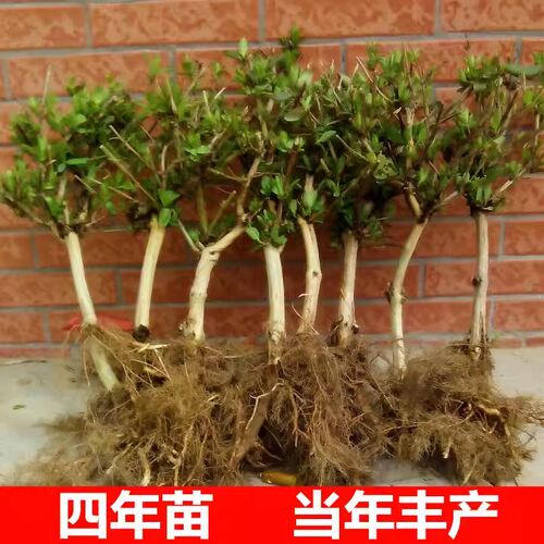四季金银花树苗盆栽地栽爬藤当年开花食用药忍冬红色耐寒花卉南北