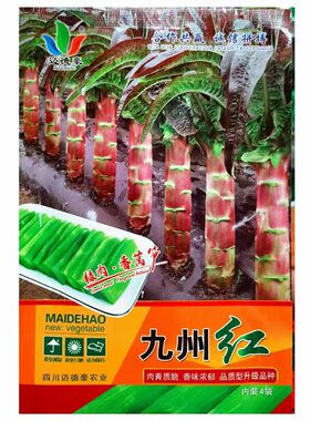 红尖叶莴笋种子抗病高产耐寒高桩红尖叶莴苣种子南北方春秋两季播