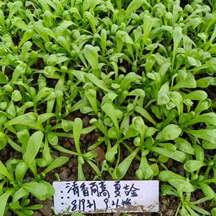 清香圆叶茼蒿青蒿草种子高产春夏秋季可播种