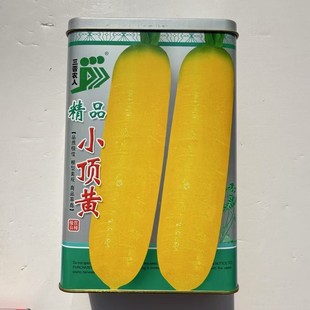 黄萝卜大黄萝卜种子早熟蔬菜种籽春秋季菜园蔬菜种孑