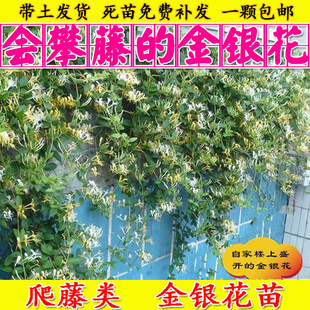 四季金银花树苗爬藤类植物种植苗常青四季开花盆栽材易养易活