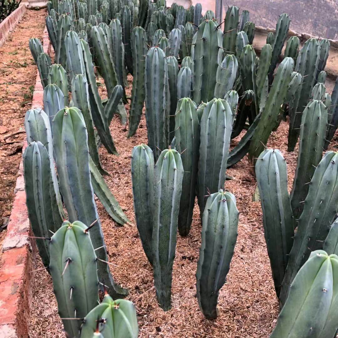 福龙多肉 龙神木仙人柱带根进口仙人掌多肉植物 摆设美观嫁接神器