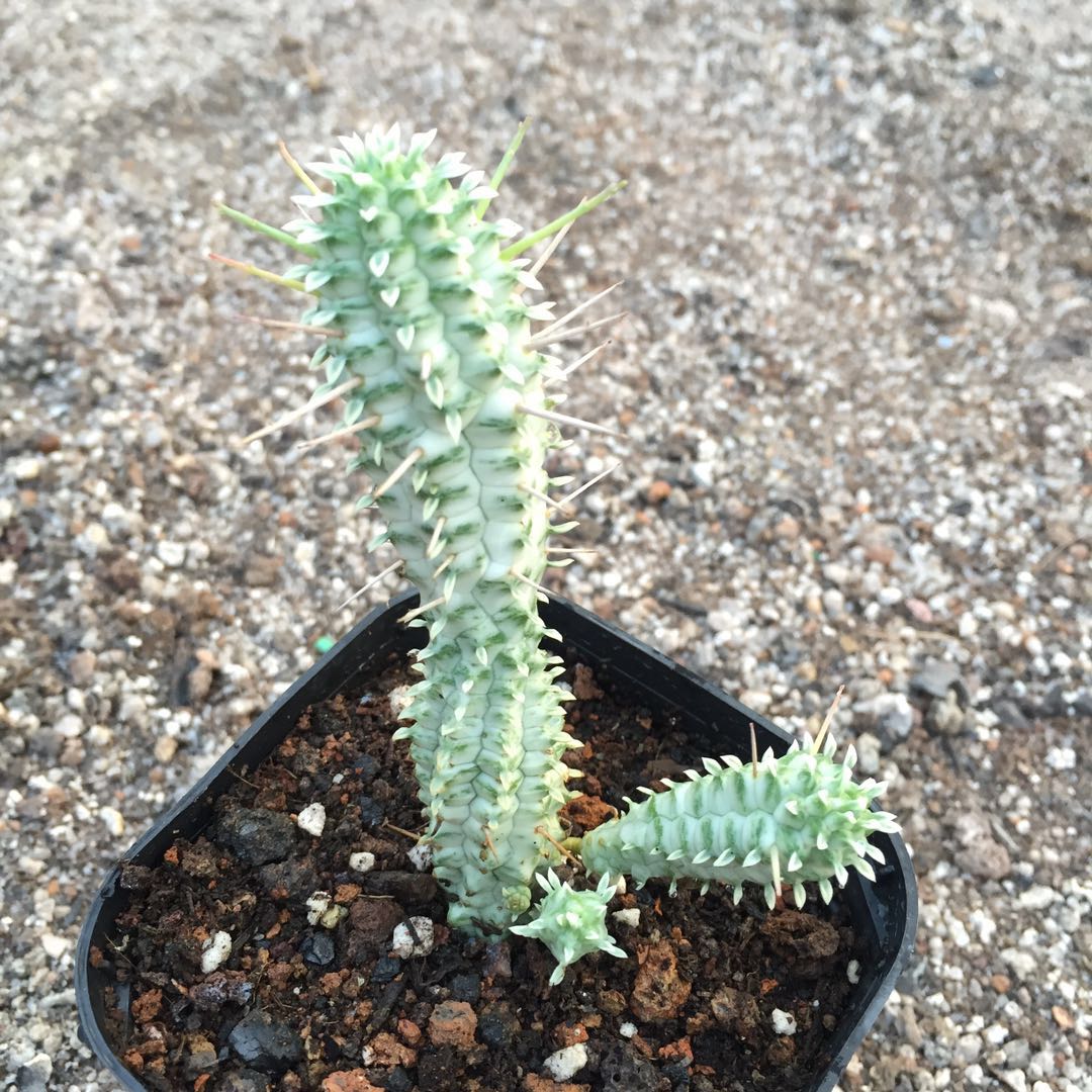 白桦麒麟Euphorbia mammillaris‘Variegata大戟属产于南非