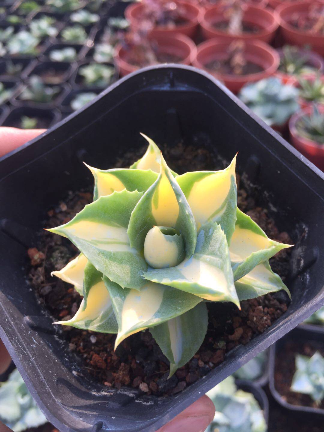 王妃雷神黄中斑龙舌兰  一物一拍