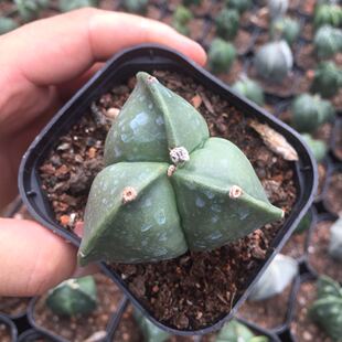 实生三角鸾凤玉仙人球Astrophytum myriostigma星球属产于墨西哥