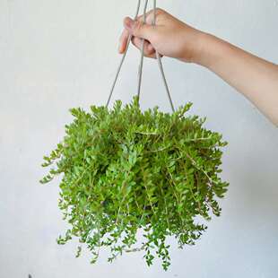 正宗垂盆草盆栽养肝护肝花卉园垂盆草室外中草药耐冻养活植物