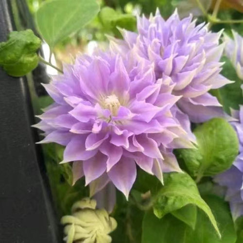 四季重瓣铁线莲爬藤庭院观花植物