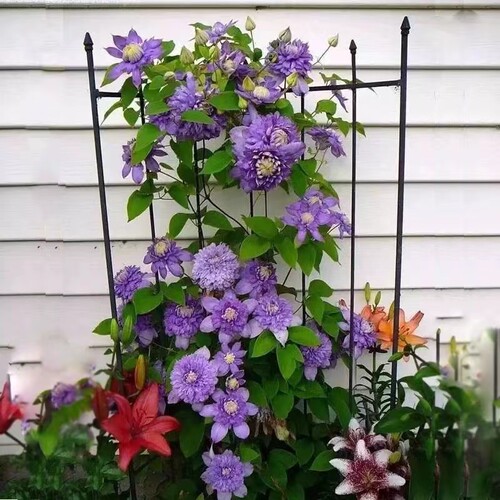 新品铁线莲花卉庭院春秋开花直销