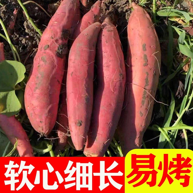 烟薯25号山东蜜薯番薯红薯烤地瓜心糖稀软瓤流油5斤
