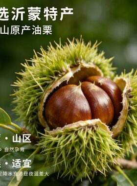 杏子粟甜糯板栗仁熟制即食营便携板栗油栗仁一大箱共1000g