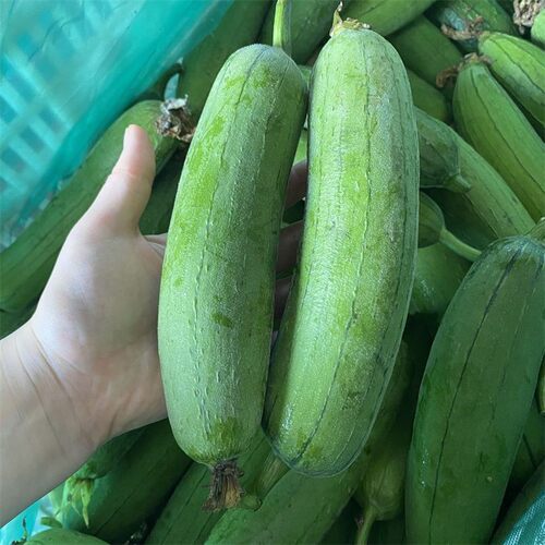 顺丰优选奶油香丝瓜苏北本地农家当天发绿皮丝瓜时令蔬菜东台丝瓜