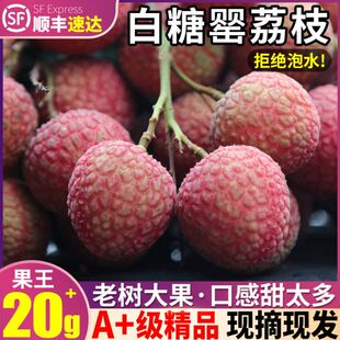 包邮 顺丰大果10斤老树白糖罂荔枝新鲜 当季 水果2023现摘发整箱茂名