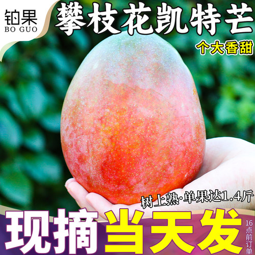 9斤大果四川攀枝花凯特芒芒果新鲜水果应当季现摘澳芒特大甜青果5