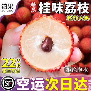空运桂味荔枝新鲜广东茂名现摘现发糯米水果当季整箱包邮顺丰仙进