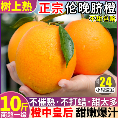 【商超品质】正宗春季伦晚鲜橙！