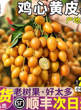 10斤广东整串鸡心黄皮果新鲜黄弹子孕妇水果鸡心冰糖当季整箱包邮