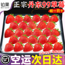 空运丹东草莓新鲜水果应季 红颜99草莓3九九牛奶奶油大甜草莓5久久