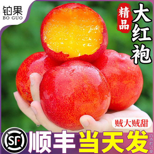 顺丰次日达丨老树大红袍李子包邮