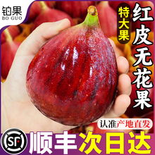 顺丰 5斤云南红皮无花果鲜果新鲜水果现摘一级大果糖包子整箱包邮