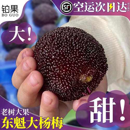 顺丰冷链次日达！东魁特早大杨梅