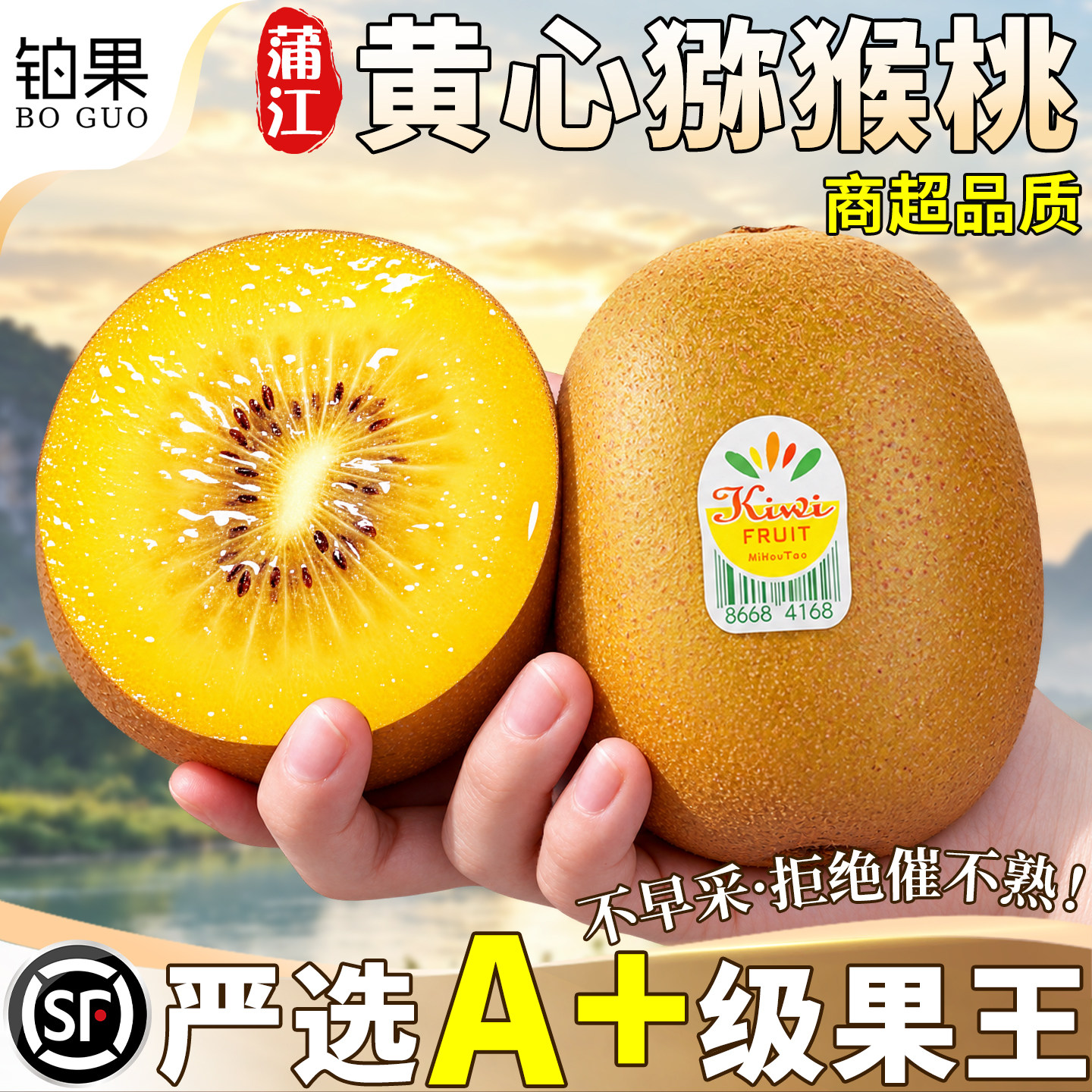 铂果顺丰蒲江黄心猕猴桃树熟现摘