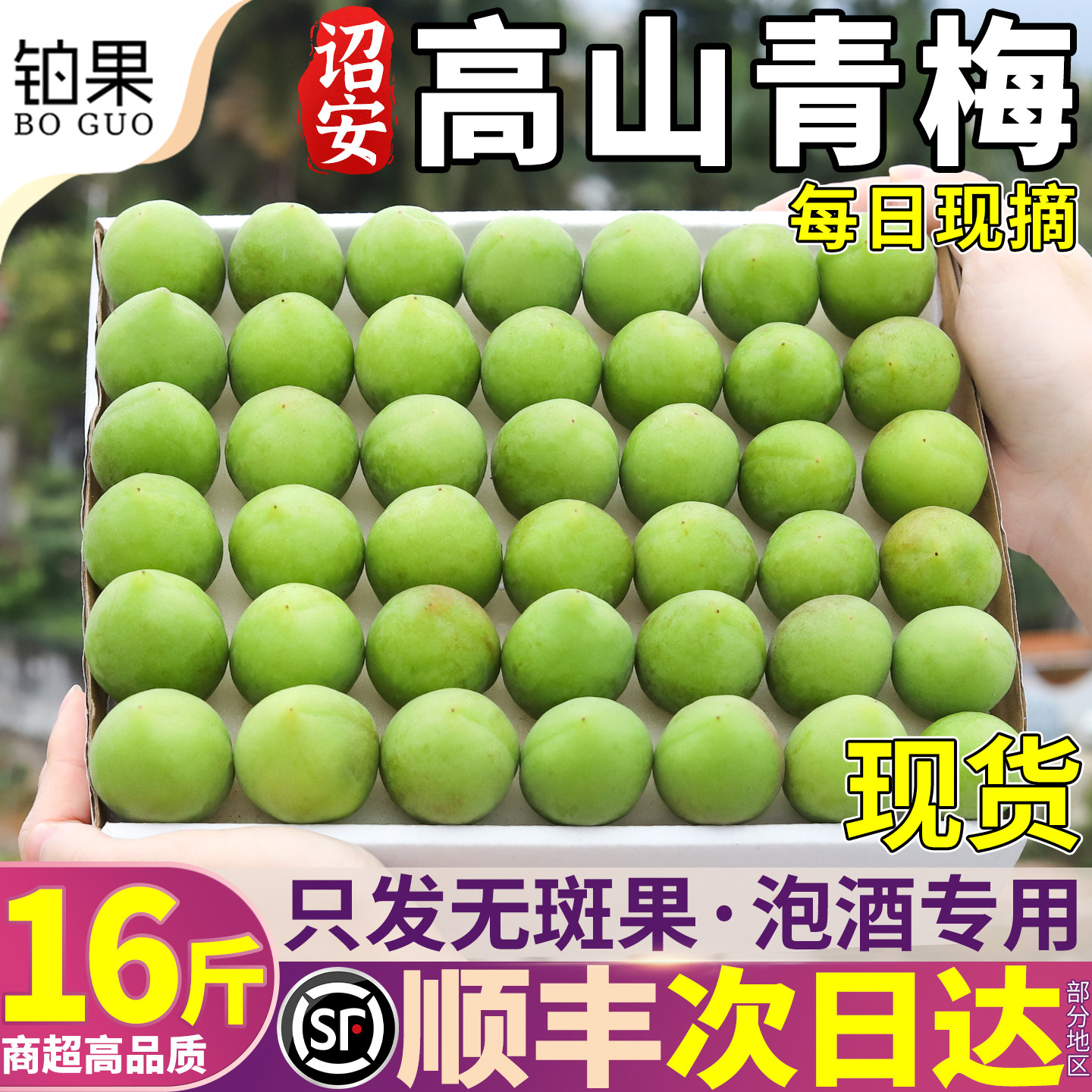 顺丰青梅鲜果16斤诏安现摘泡酒专用梅子当季小白胭脂清梅大果包邮
