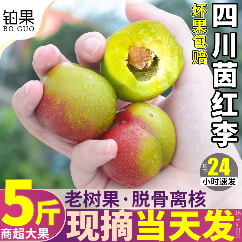 现摘现发丨正宗茵红李5斤脆甜