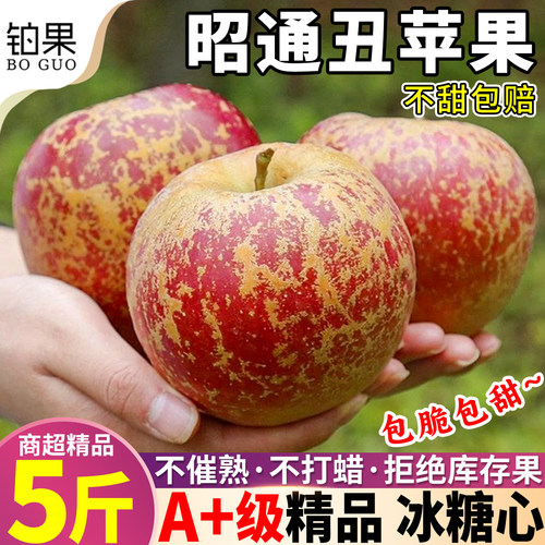 现摘当天发|产地授权|2026新果