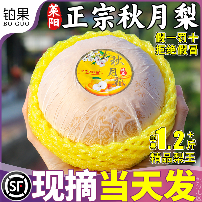 10斤正宗莱阳秋月梨丨假一罚十！