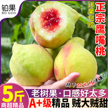 5斤鹰嘴桃桃子新鲜水果当季新鲜整箱现摘水蜜桃毛桃时令孕妇包邮