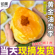 特大果 5斤精品黄金奈李新鲜当季李子水果脱骨油奈老树大果包邮甜