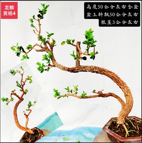 龙鳞黄杨双杆斜杆文人树 大树型庭院客厅阳台造景王款 高端造型树
