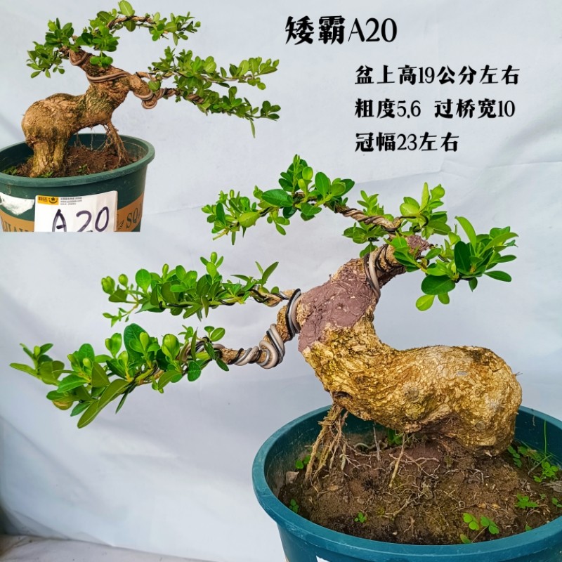 精品矮霸瓜子黄杨盆景老桩中型室内四季常青绿植盆栽庭院造型树